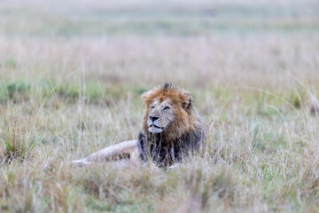 A male lion lies in open grassland under soft overcast. Masai Mara National Reserve Kenya. © TheStorygrapher