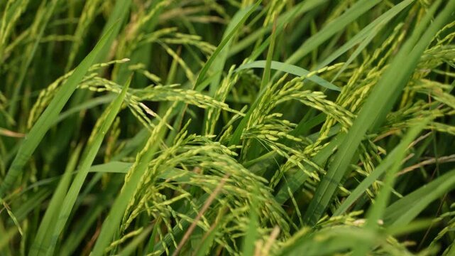 When the paddy ripens, the entire agricultural field turns yellow. That is why paddy is called the 'golden crop'.