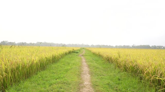 When the paddy ripens, the entire agricultural field turns yellow. That is why paddy is called the 'golden crop'.