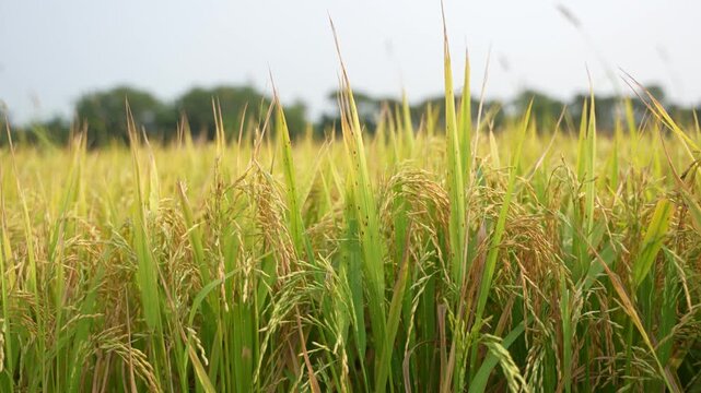 When the paddy ripens, the entire agricultural field turns yellow. That is why paddy is called the 'golden crop'.
