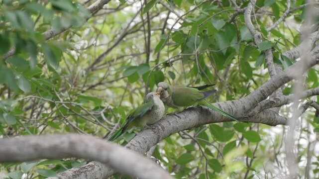 Two Myiopsitta monachus gently allopreen on a sturdy limb in a leafy canopy, showing affectionate parrot behavior.