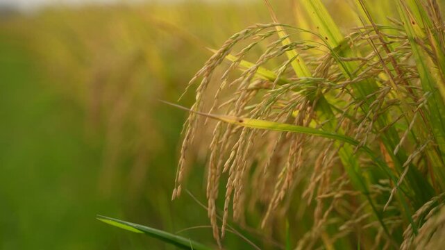 When the paddy ripens, the entire agricultural field turns yellow. That is why paddy is called the 'golden crop'.