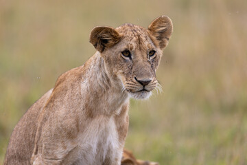A young lion sits and gazes past the camera. Masai Mara National Reserve Kenya. © TheStorygrapher