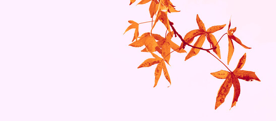 Branch with colorful seasonal autumn leaves foliage canadian Japanese maple isolated on white yellow red brown sky background Fall autumn season © Maxim Chuev