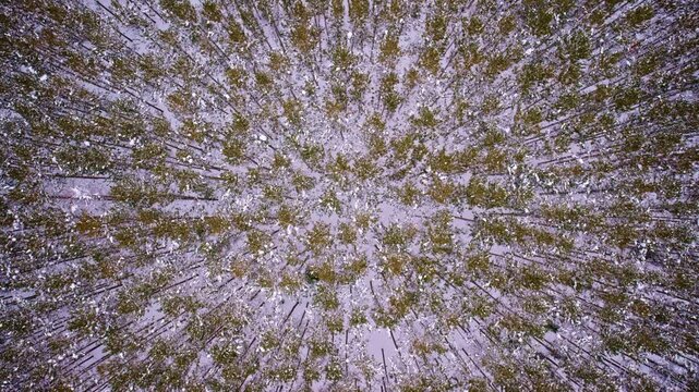 Bird's-eye view of the CCC pine forest surrounded by a peaceful winter landscape in Northern Michigan.