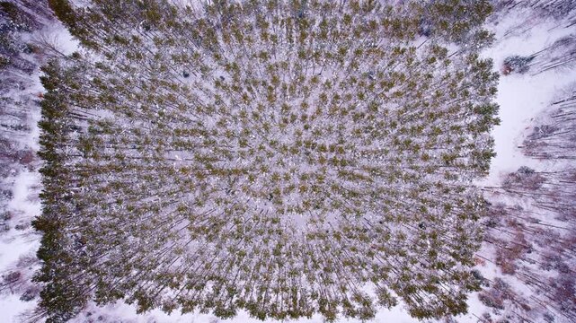 Cinematic aerial shot looking straight down at the snow-covered CCC pine forest in Northern Michigan during winter.
