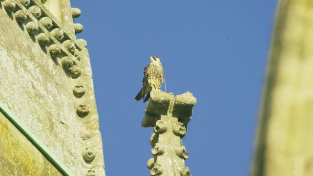 Close slow motion footage of a young peregrine falcon perched on a carved stone pinnacle atop Salisbury Cathedral, Wiltshire, England, framed between weathered Gothic stonework with fine feather