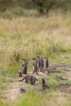 A pack of banded mongooses gathers on a dirt track in grassland. Masai Mara National Reserve Kenya.