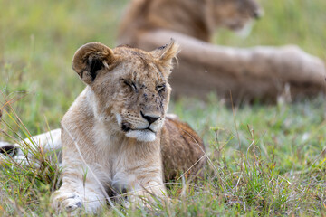 A young lion cub rests in the grass with an adult lion lying behind it. Masai Mara National Reserve Kenya. © TheStorygrapher