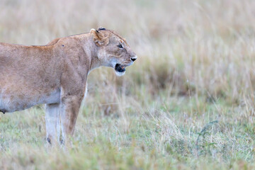 A lioness stands in profile in the soft dawn light grasslands Kenya. Masai Mara National Reserve Kenya. © theStorygrapher
