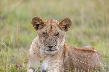 A lion cub lies in the grass and gazes toward the camera. Masai Mara National Reserve Kenya. © TheStorygrapher