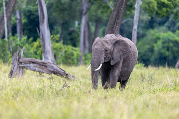 An african elephant walks along the edge of woodland grassland. Masai Mara National Reserve Kenya. © TheStorygrapher