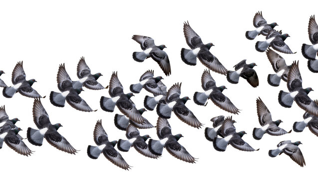 Isolated group of flying rock doves with beautiful spread wings in elegant motion.