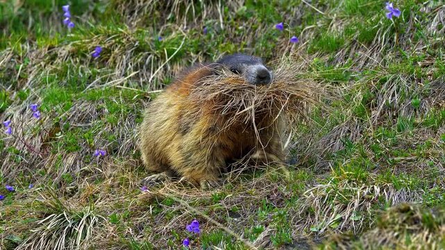 Alpine marmot collects dry grass for burrow construction in mountains with purple flowers in background.