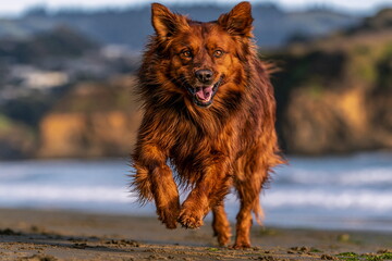 Fototapeta premium Golden Retriever Joyfully Sprinting Across Sun-Drenched Meadow, Tail Wagging and Ears Flapping, Radiating Happiness and Energy