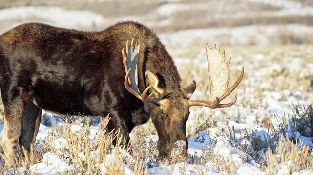 A magnificent bull moose, with impressive antlers, grazing in a snow-covered field during winter.