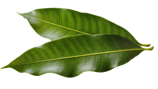 Isolated two fresh vibrant green tropical mango leaves with prominent venation and texture