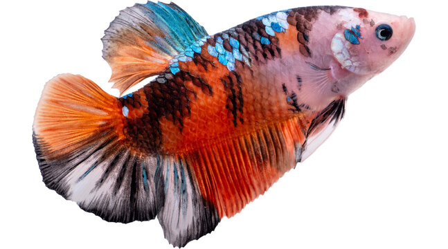 betta, fish, siamese, fighter, tropical, freshwater, aquarium, aquatic, betta fish, siamese fighting fish, tropical fish, PNG on transparent background