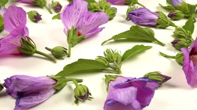 Buds, blooming flowers of pink mallow, dried buds and flowers, leaves are on a white background, side view. The life cycle of a mallow, from bud to wilting.