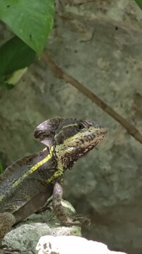Brown basilisk lizard resting in tropical jungle in Mexico &ndash; 4K video (Basiliscus vittatus) resting in the tropical jungle of Mexico. Close-up wildlife footage of a native reptile in its natural habit