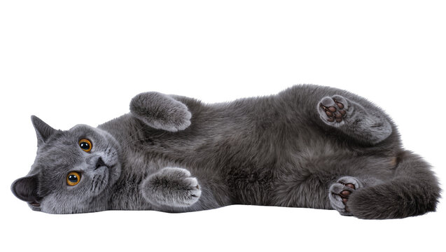 Isolated adorable gray British Shorthair cat lying upside down with big orange eyes