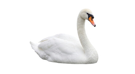 Elegant white swan resting gracefully with its neck curved and beak slightly open © Sapphire