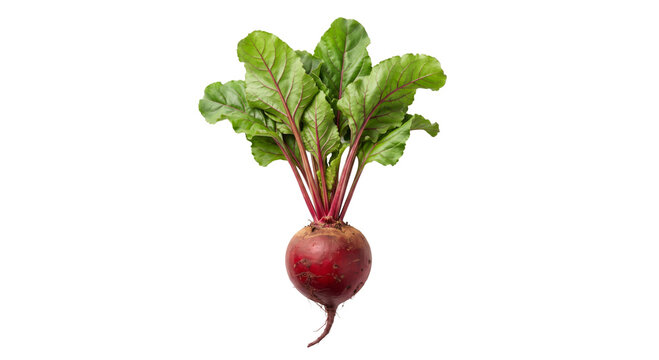 Fresh beetroot with vibrant green leaves and deep red root on a white background