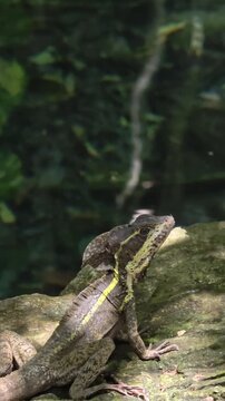 Brown basilisk lizard resting in tropical jungle in Mexico &ndash; 4K video (Basiliscus vittatus) resting in the tropical jungle of Mexico. Close-up wildlife footage of a native reptile in its natural habit