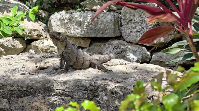 Brown basilisk lizard resting in tropical jungle in Mexico &ndash; 4K video (Basiliscus vittatus) resting in the tropical jungle of Mexico. Close-up wildlife footage of a native reptile in its natural habit