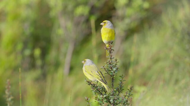 4K 60p (59.94 fps) footage of Cape canary (Serinus canicollis) perched on a shrub in Betty&rsquo;s Bay on the Whale Coast, Overberg, Western Cape, South Africa. African bird in natural fynbos habitat.
