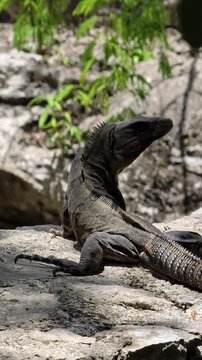 Brown basilisk lizard resting in tropical jungle in Mexico &ndash; 4K video (Basiliscus vittatus) resting in the tropical jungle of Mexico. Close-up wildlife footage of a native reptile in its natural habit