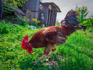 Brown rooster foraging on green grass in a rural farmyard © LemPro Filming Life