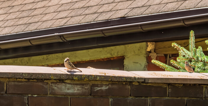 Two house sparrows perched on a brick fence ledge with roof background