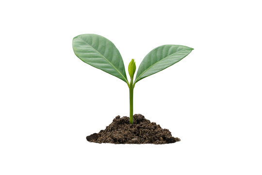 Growing young plant tree in Soil on transparent background for png element.