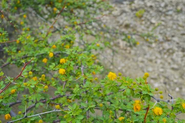 yellow thorny acacia flowers on a green background © shakeelbaloch