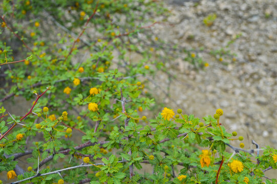 yellow thorny acacia flowers on a green background