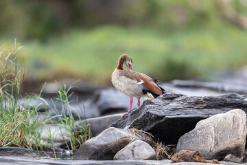 Egyptian goose preening on rocks at the edge of a river. Masai Mara National Reserve Kenya. © TheStorygrapher