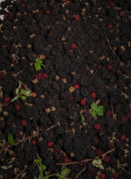 Fresh Harvested Blackberries Background with Green Leaves Top View