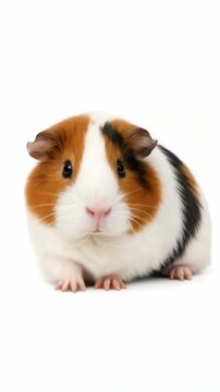 Adorable tri-colored guinea pig sits calmly against plain white background