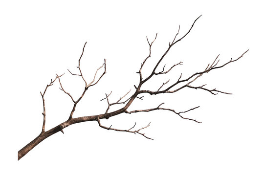 Dry bare tree branch with twisting twigs, natural wood texture, winter or autumn season element on transparent background