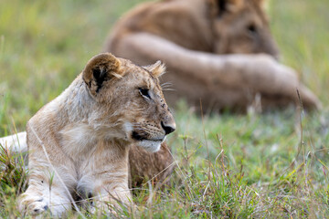 A young lioness lies alert in the grass with a second lion resting. Masai Mara National Reserve Kenya. © TheStorygrapher