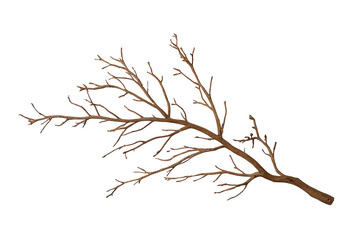 Fototapeta premium Dry tree branch with twigs, falling leaves, autumn, bare stem, winter season, brown wood detail on transparent background