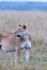 A lioness stands alert on the open savanna at dawn gazing. Masai Mara National Reserve Kenya. © TheStorygrapher