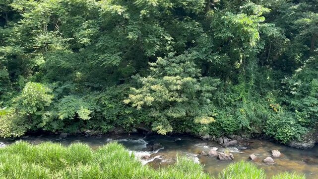 A stream in the forest