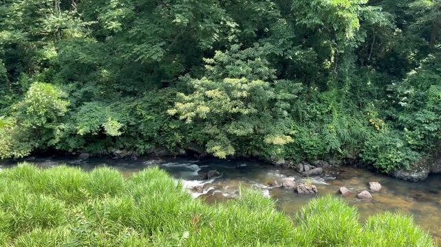 A stream in the forest