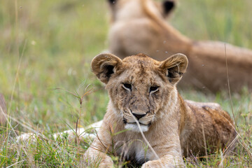 A lion cub lies alert in the grass with a pride member resting behind. Masai Mara National Reserve Kenya. © TheStorygrapher