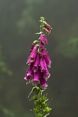 Purple foxglove flowers on misty green background in the rain closeup photo © Artem