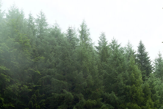 Misty pine forest on green mountain slope