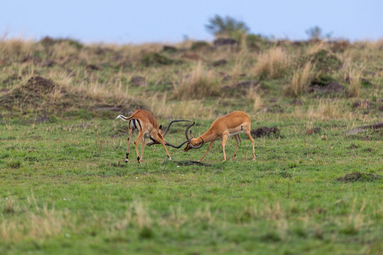 Two male impala clash horns in a sparring bout on the open grassland. Masai Mara National Reserve Kenya.