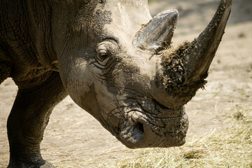 Fototapeta premium Close-up detailed portrait of rhinoceros with textured skin in natural sunlight